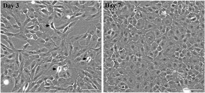 Functional and molecular characterization of the Atlantic salmon gill epithelium cell line ASG-10; a tool for in vitro gill research